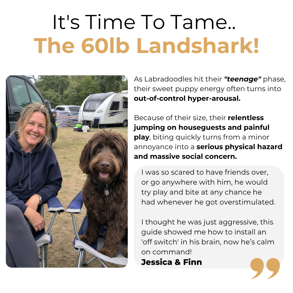 The Complete Labradoodle Guide