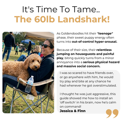 The Complete Goldendoodle Guide