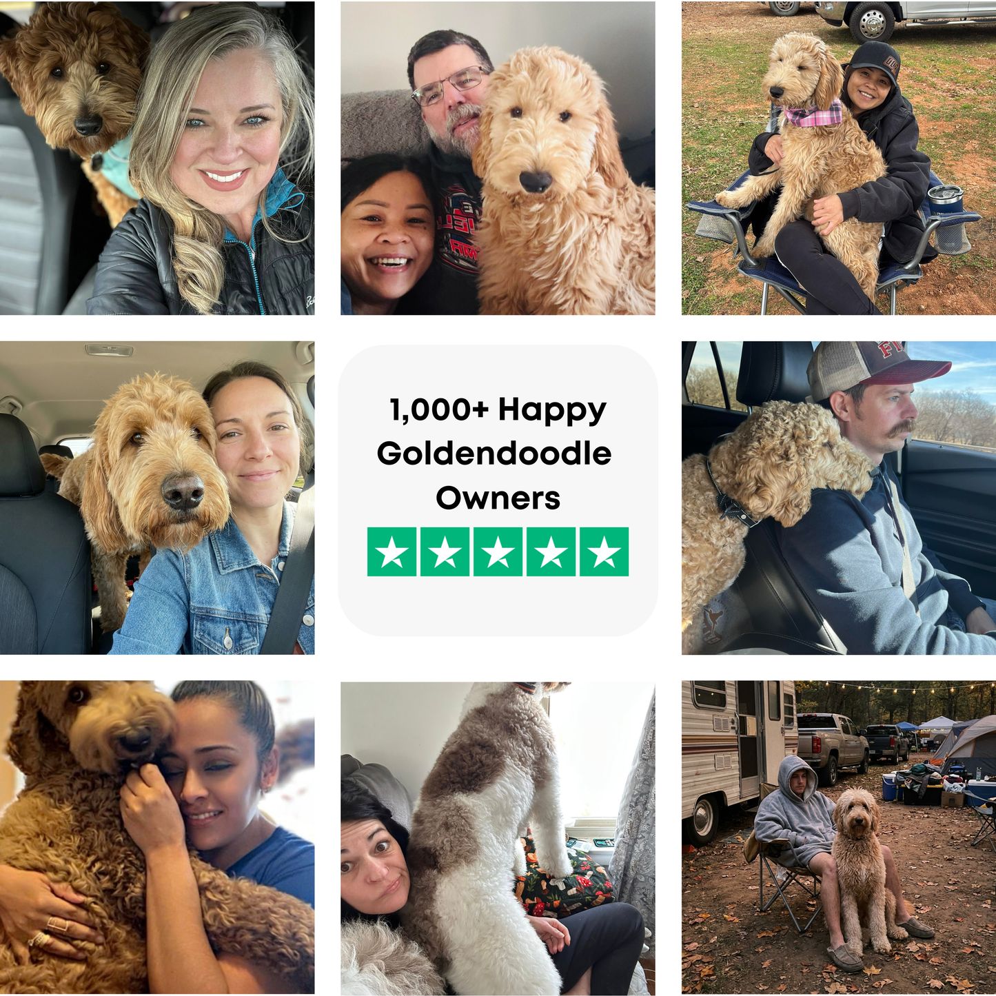 The Complete Goldendoodle Guide