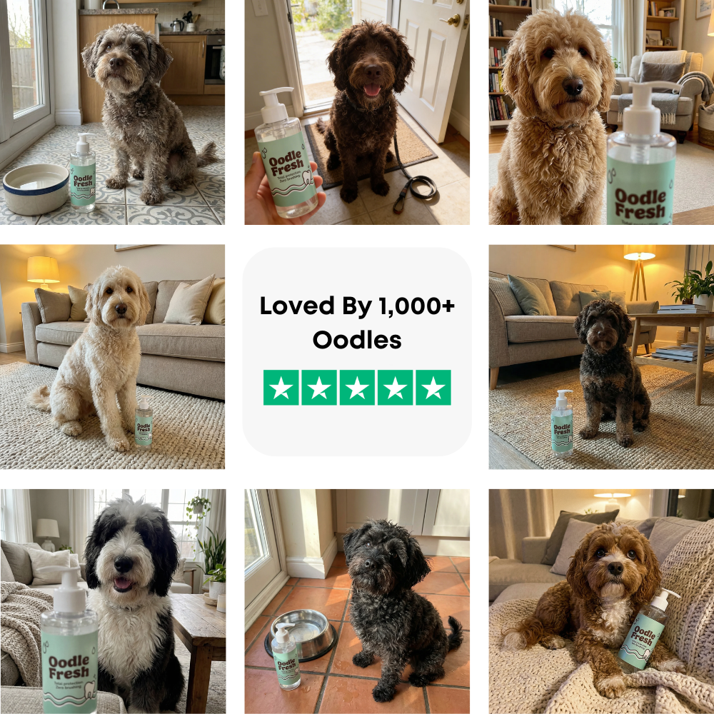 Oodle Fresh