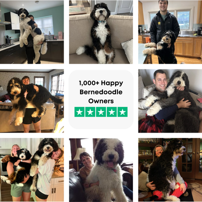 The Complete Bernedoodle Guide