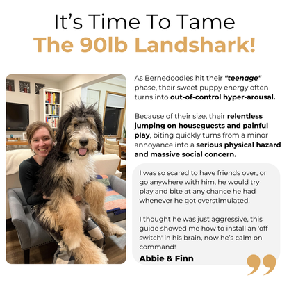 The Complete Bernedoodle Guide