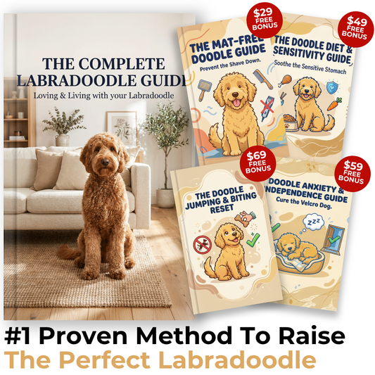 The Complete Labradoodle Guide