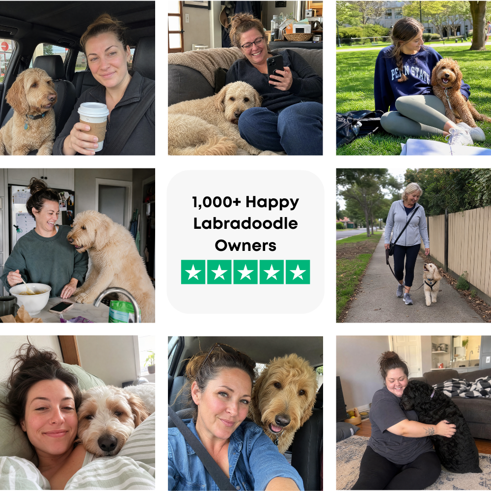The Complete Labradoodle Guide