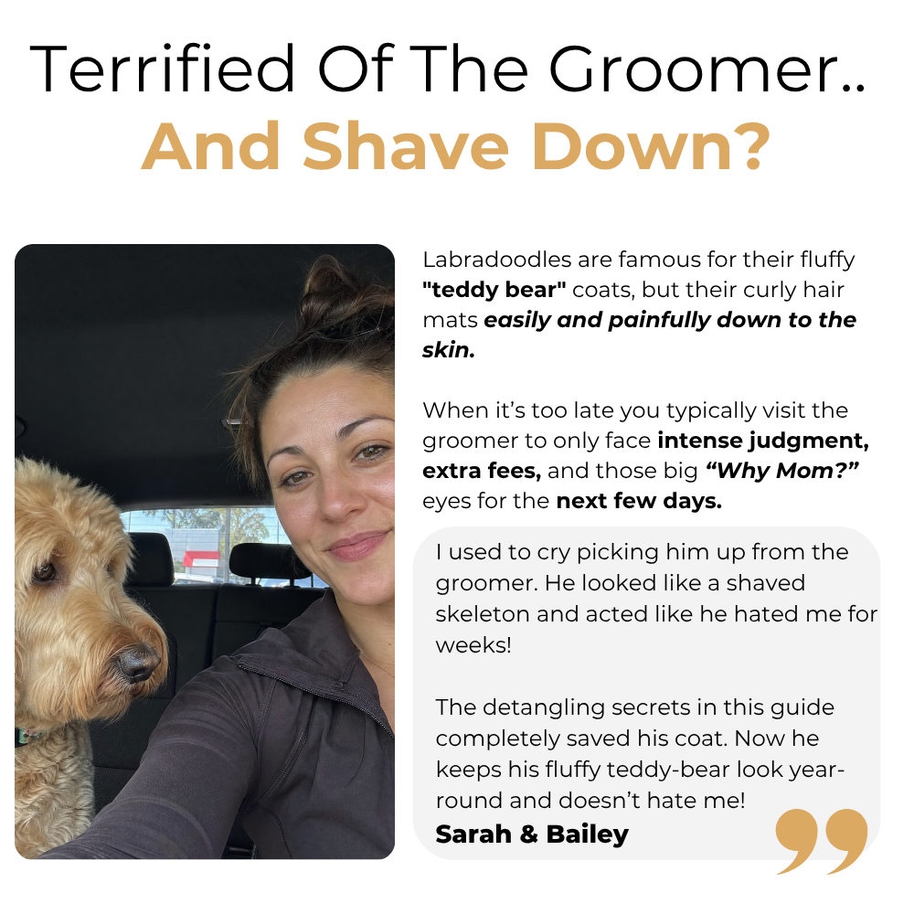 The Complete Labradoodle Guide