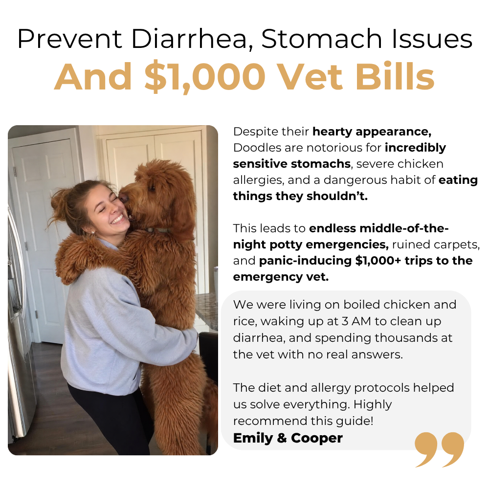 The Complete Labradoodle Guide