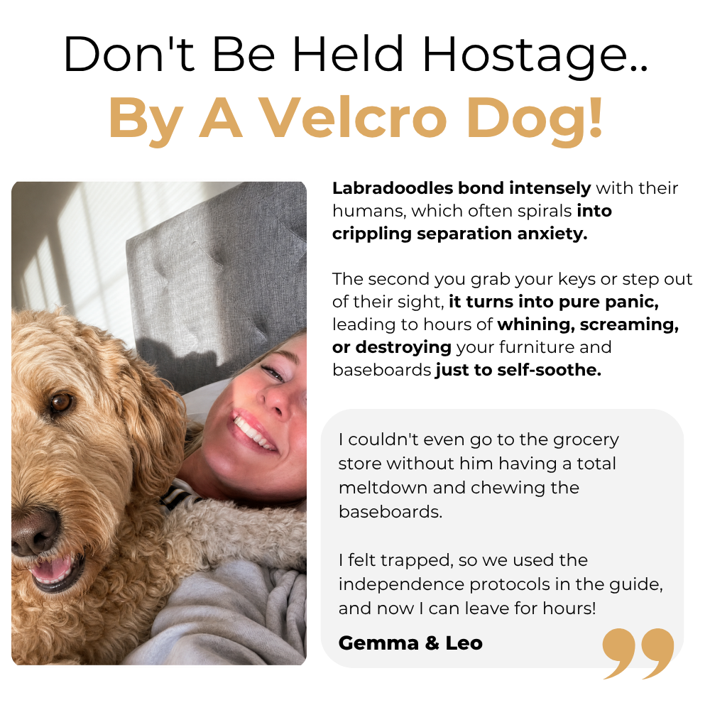The Complete Labradoodle Guide
